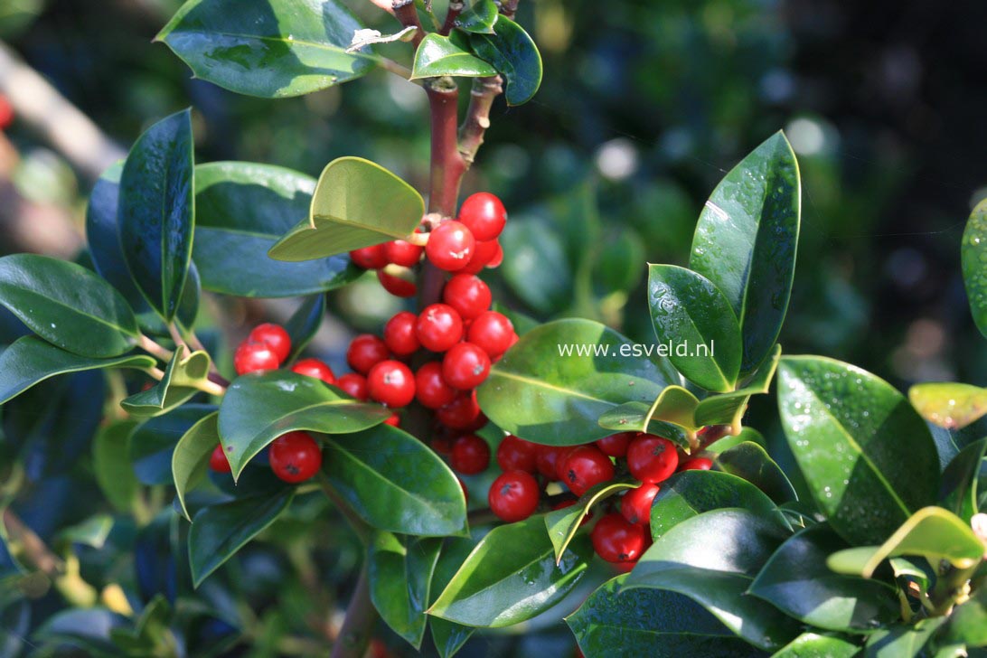 Ilex aquifolium 'Texelendje'
