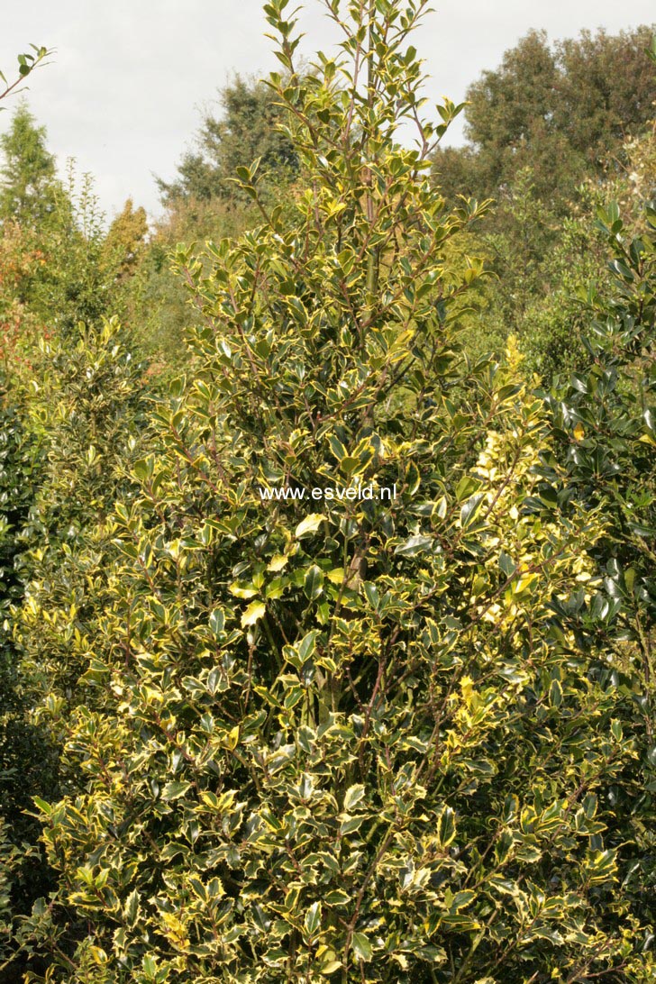 Ilex aquifolium 'Victoria'