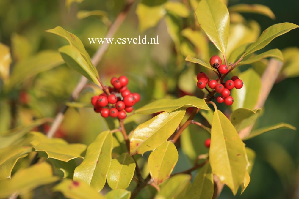 Ilex attenuata 'Hossier Waif' Ilex attenuata 'Hossier Waif'