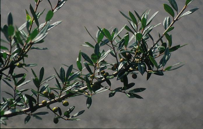 Ilex attenuata 'Oriole'