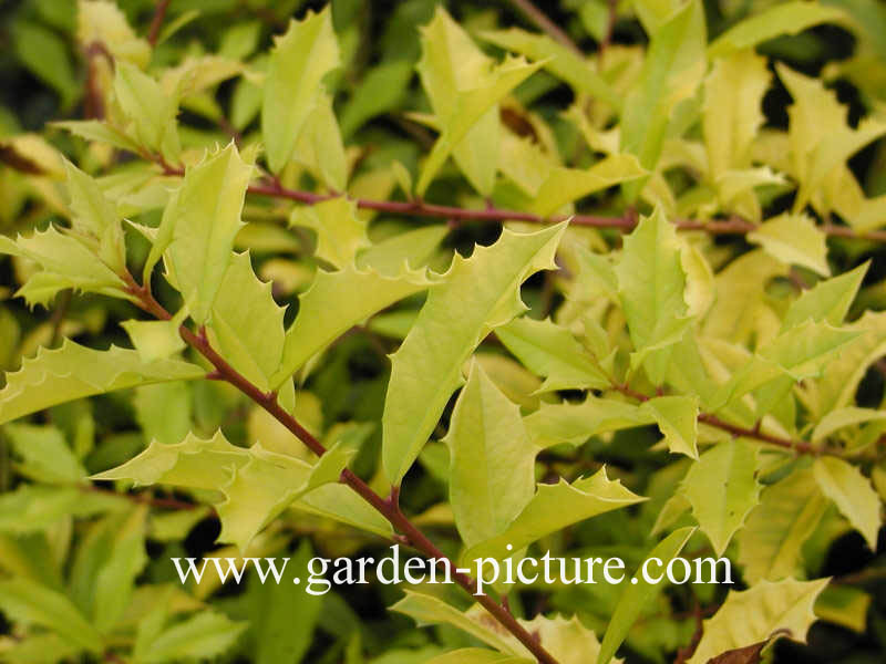 Ilex attenuata 'Sonny Foster'