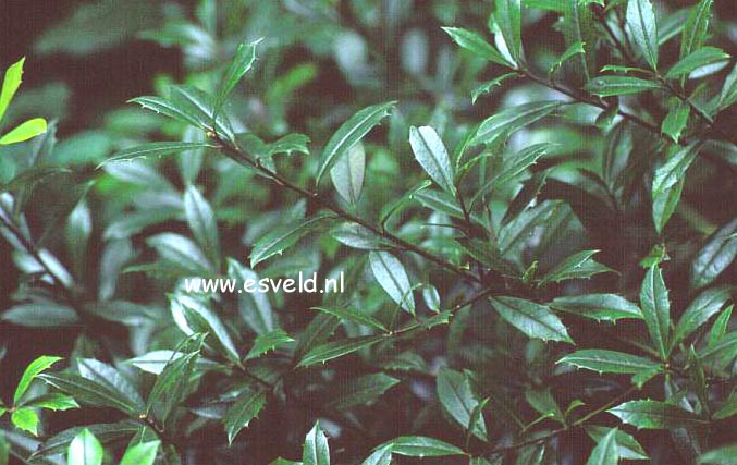 Ilex attenuata