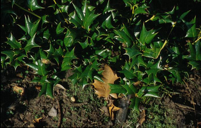 Ilex cornuta 'Batwing' Ilex cornuta 'Batwing'