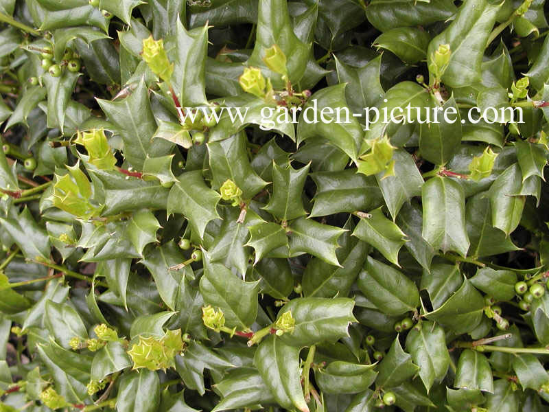 Ilex cornuta 'Hitchcock'