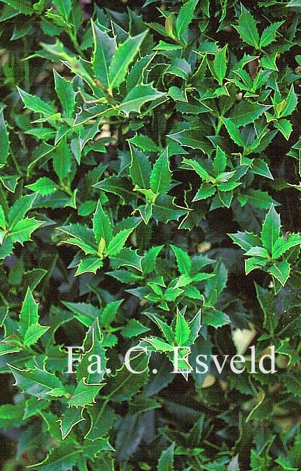 Ilex cornuta 'Red Robe'