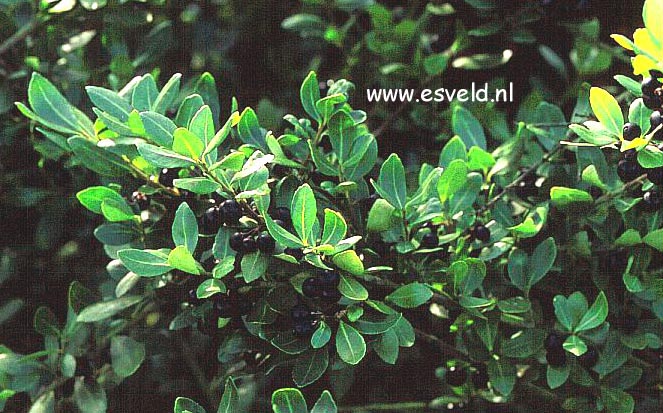 Ilex crenata 'Braddock Heights'