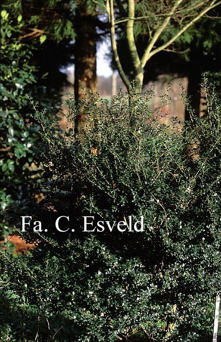 Ilex crenata 'Cape Fear'