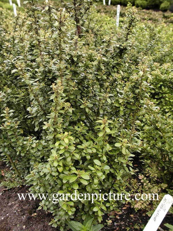 Ilex crenata 'Caroline Upright' (DARK STAR) Ilex crenata 'Caroline Upright' (DARK STAR)