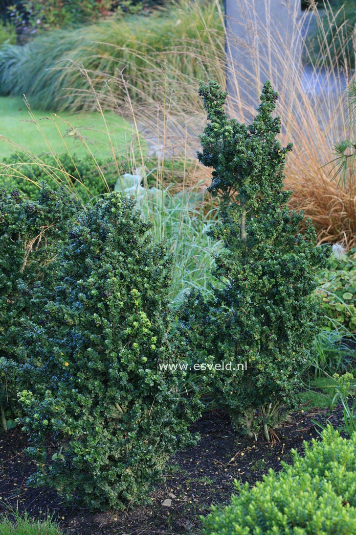 Ilex crenata 'Dwarf Pagoda'
