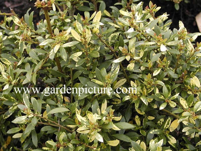 Ilex crenata 'Ellipta Gold'