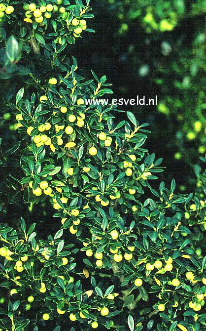 Ilex crenata 'Fructu Luteo' Ilex crenata 'Fructu Luteo'
