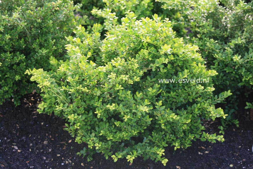 Ilex crenata 'Gloria'