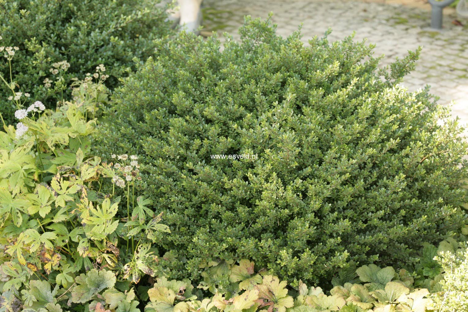 Ilex crenata 'Glory Gem'