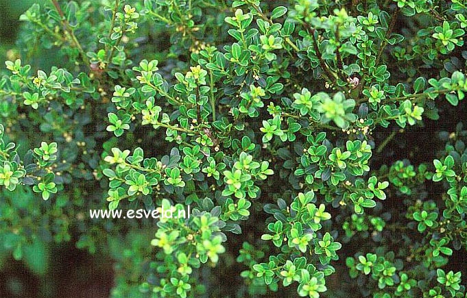 Ilex crenata 'Green Cloud'