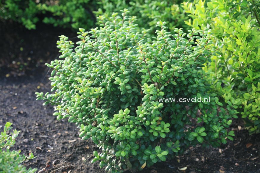 Ilex crenata 'Green Island'