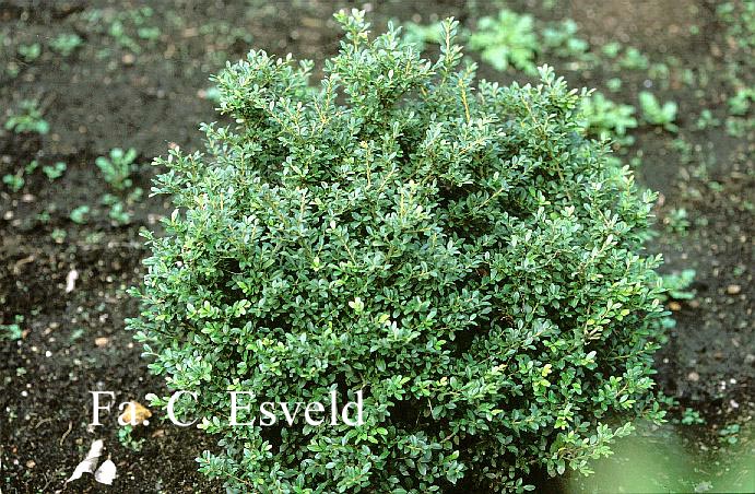 Ilex crenata 'Hemelrijk'