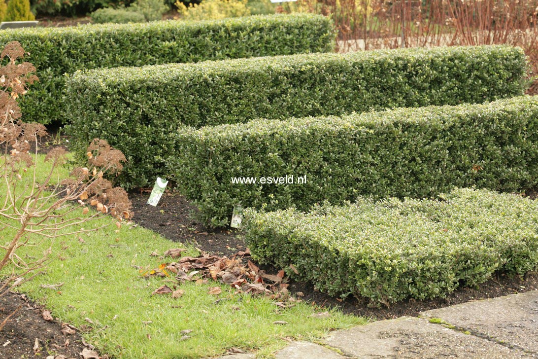 Ilex crenata 'Icoprins11' (DARK GREEN)