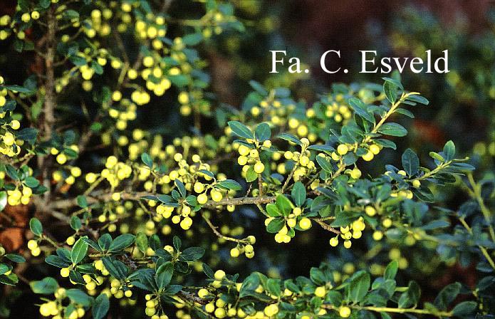 Ilex crenata 'Ivory Hall'