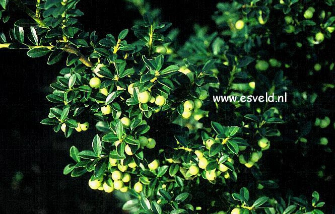 Ilex crenata 'Ivory Tower'