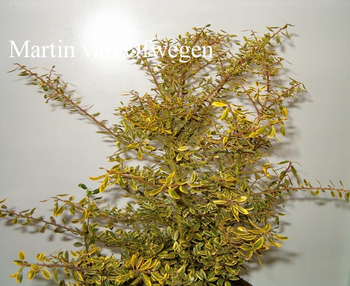 Ilex crenata 'Kempen' Ilex crenata 'Kempen'