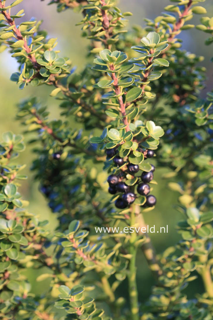 Ilex crenata 'Mariesii'
