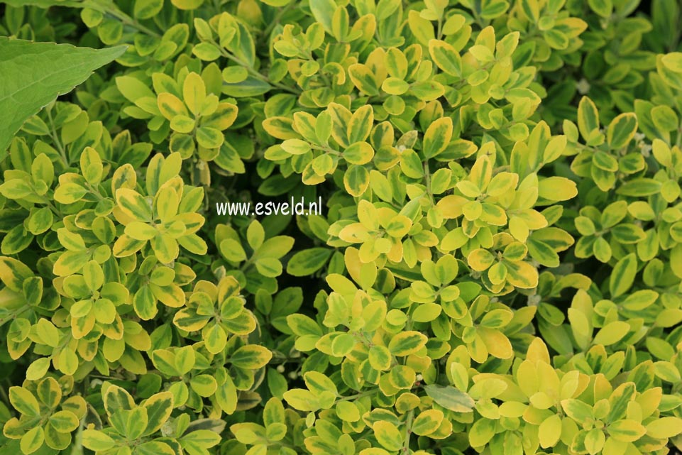 Ilex crenata 'McCracken's Variegated'