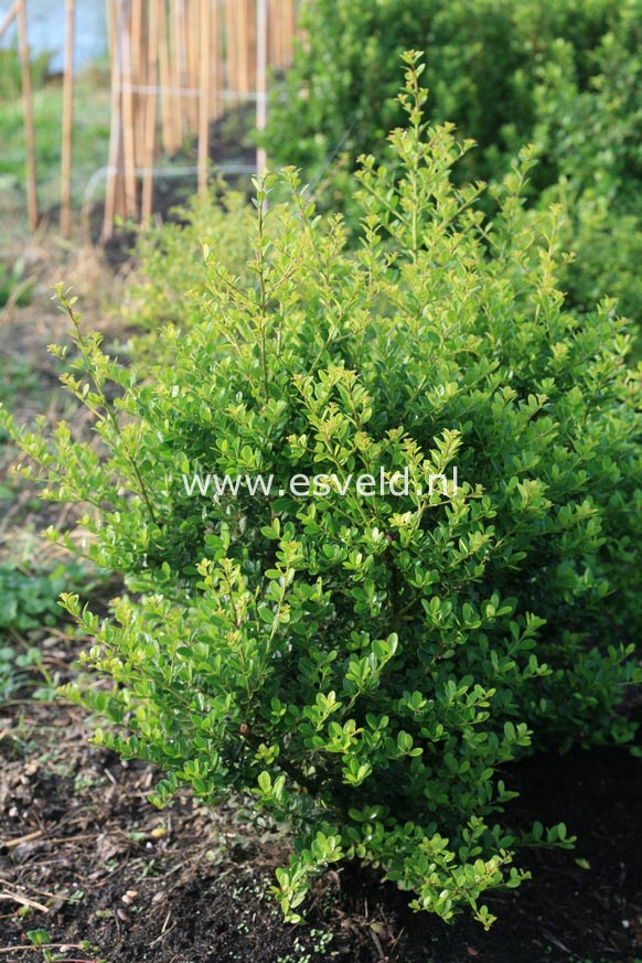 Ilex crenata 'Nakada'