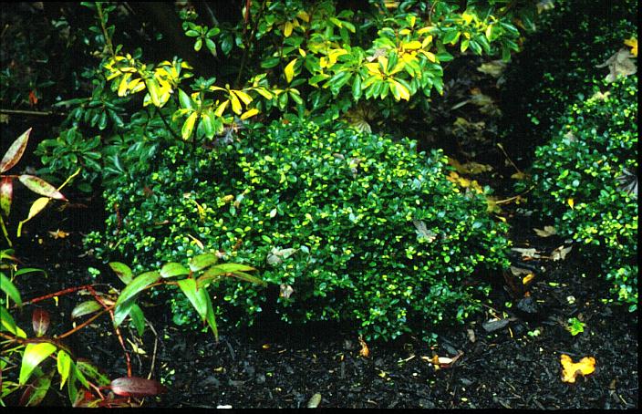 Ilex crenata 'Piccolo'