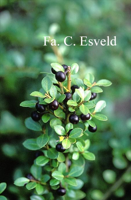 Ilex crenata 'Pride's Tiny'