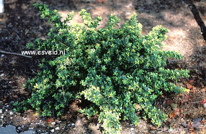 Ilex crenata 'Red Lion'