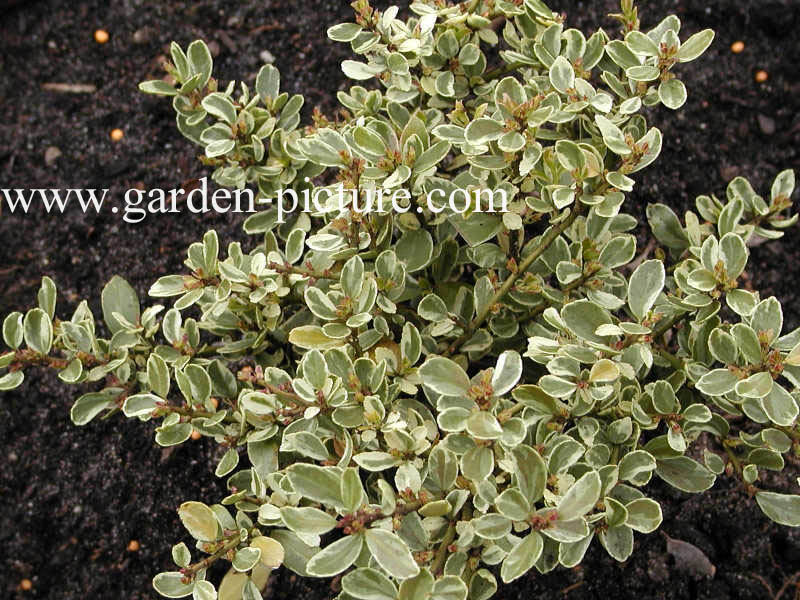 Ilex crenata 'Shiro fukurin'