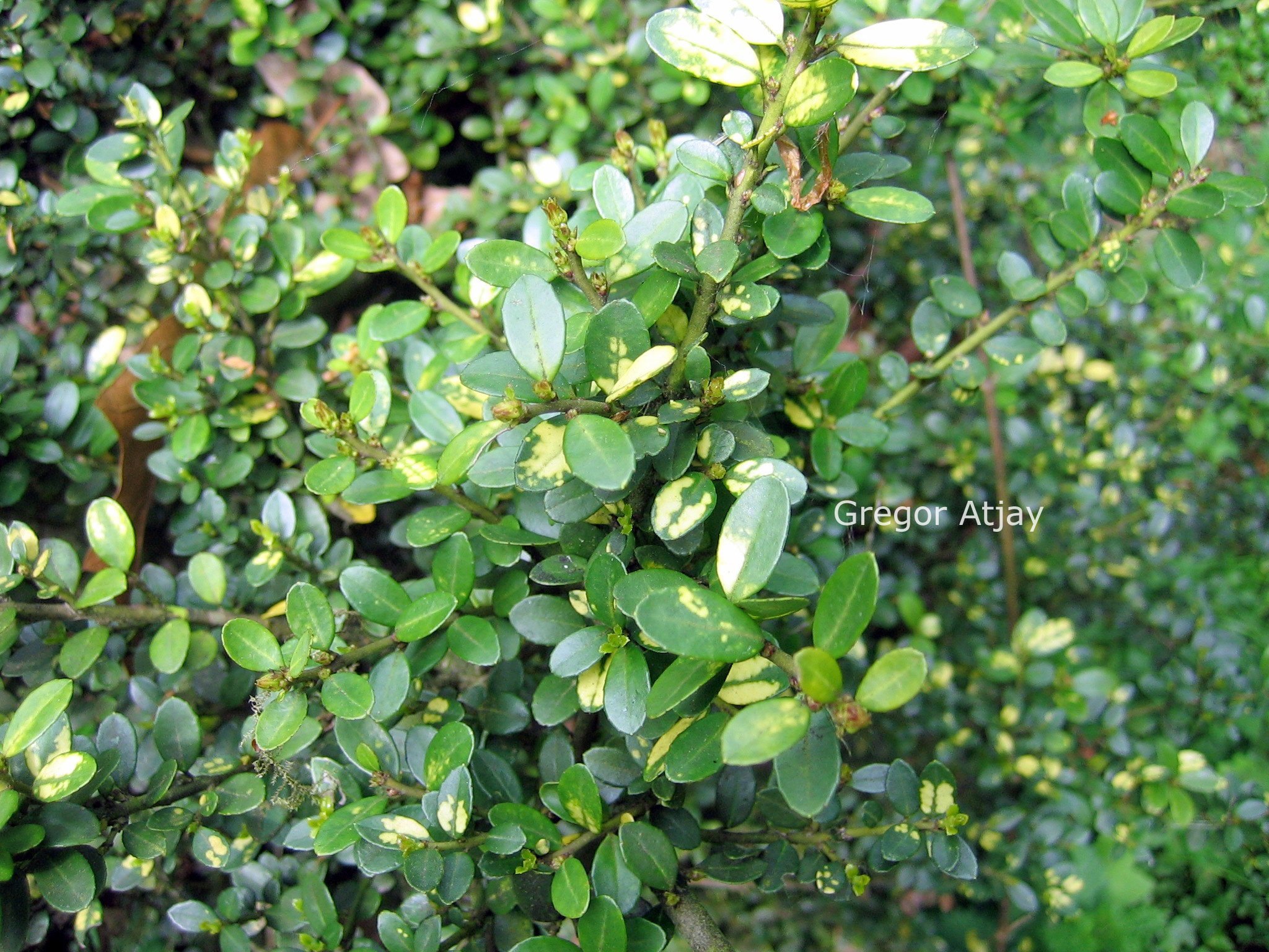 Ilex crenata 'Variegata'