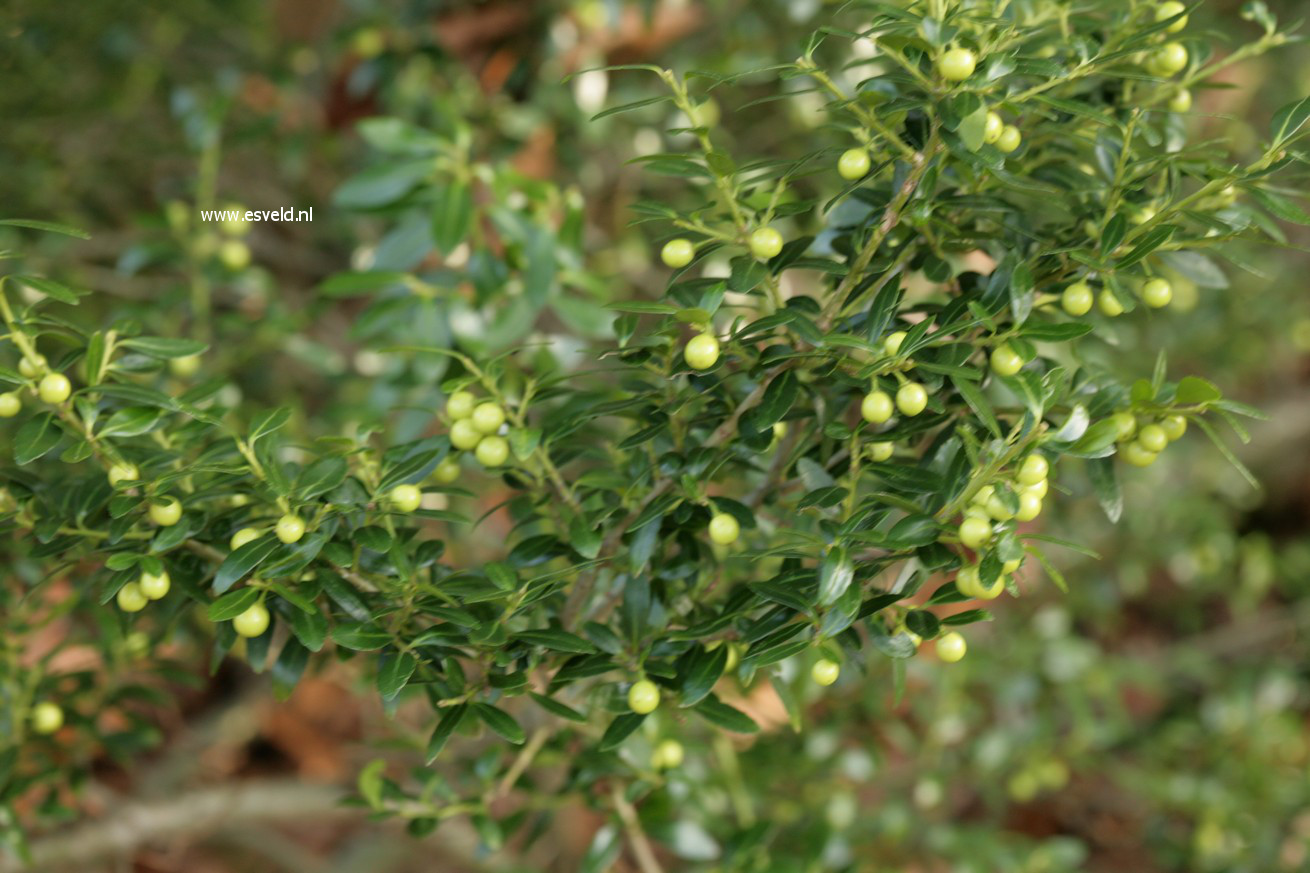 Ilex crenata f. watanabeana