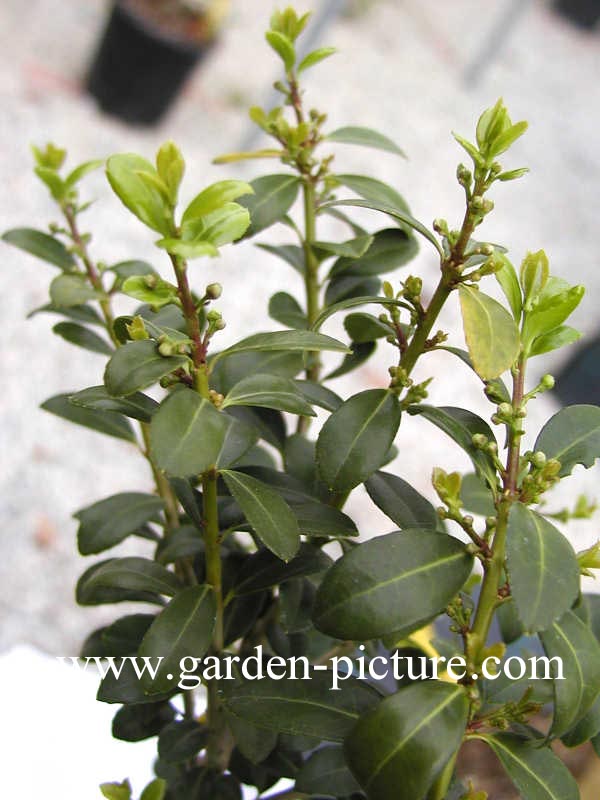 Ilex crenata var. latifolia