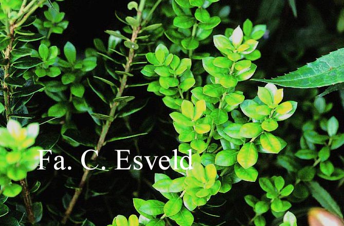 Ilex dimorphophylla 'Summerset Pixie'