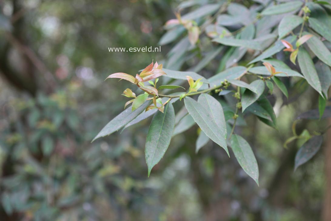 Ilex dipyrena