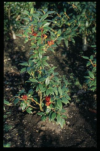 Ilex integra 'Elegance'