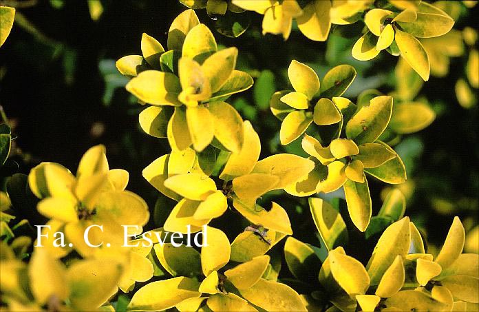 Ilex integra 'Gold Leaf'