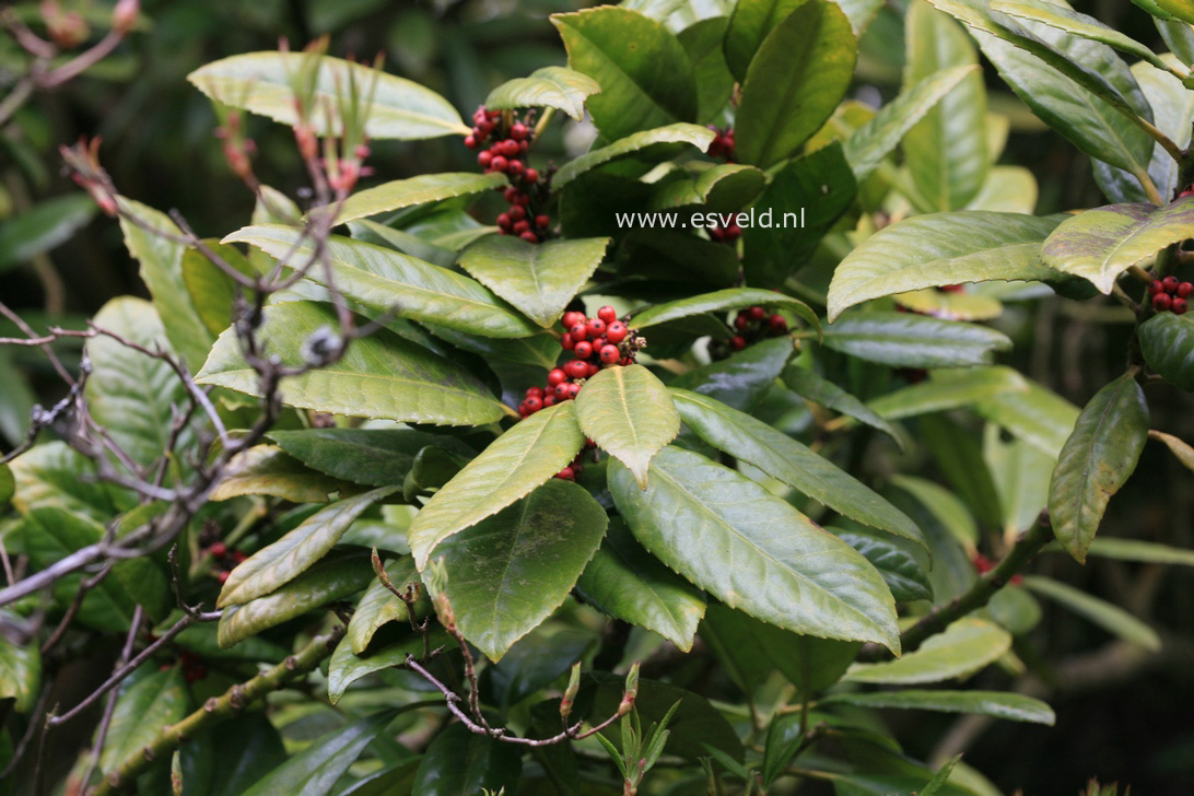 Ilex latifolia