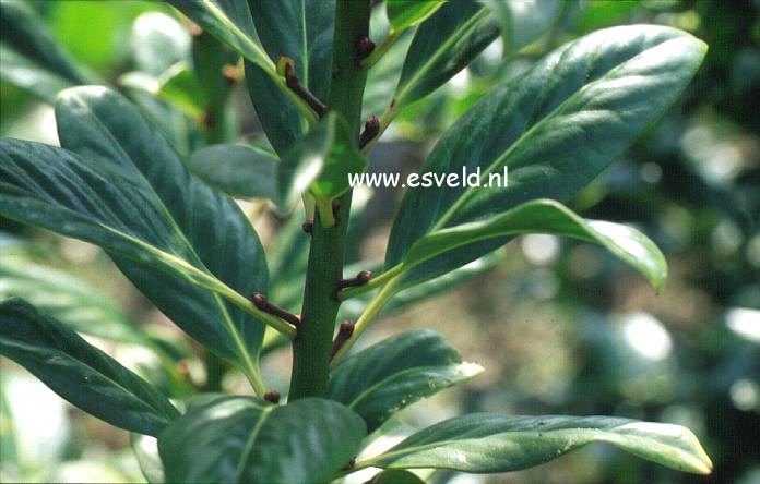 Ilex leucoclada