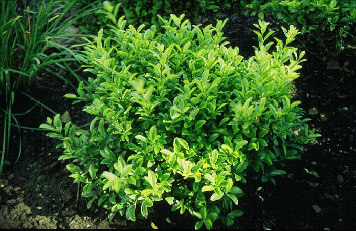 Ilex maximowicziana