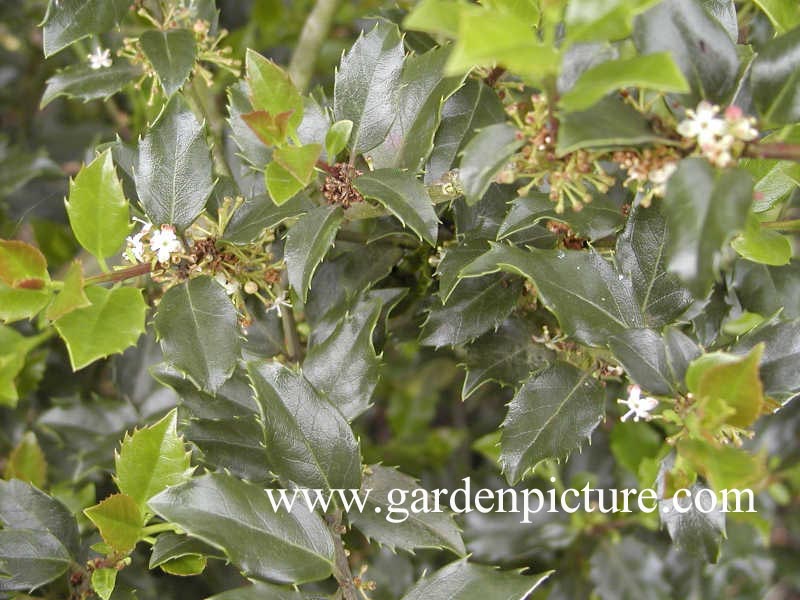 Ilex meserveae 'Blue Boy'