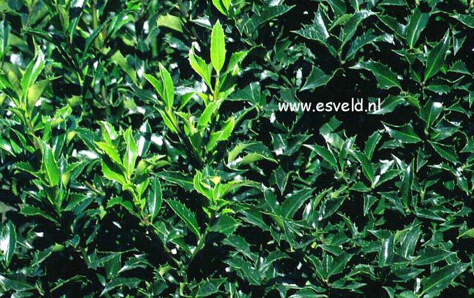 Ilex meserveae 'Blue Bunny'