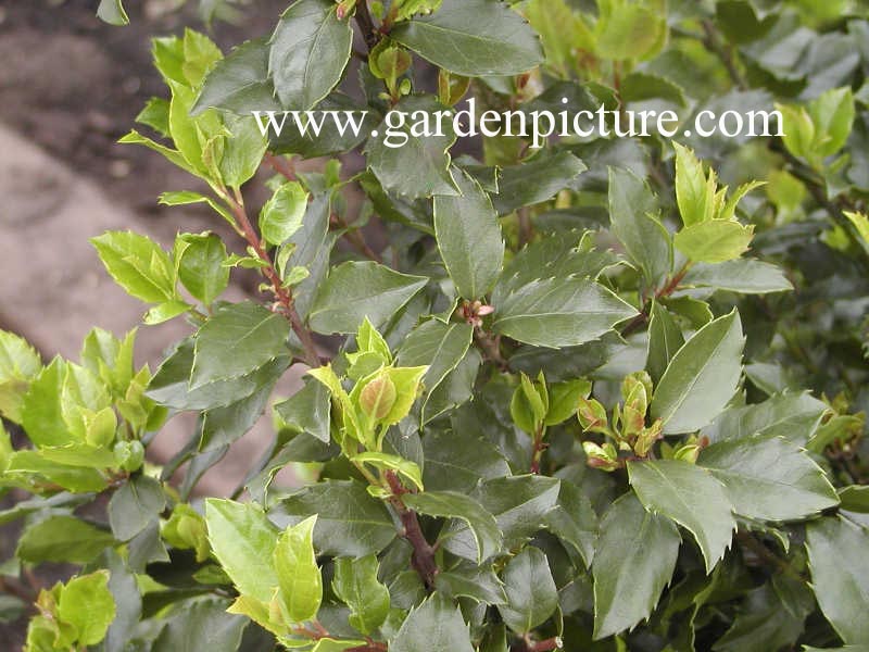 Ilex meserveae 'Blue Stallion'