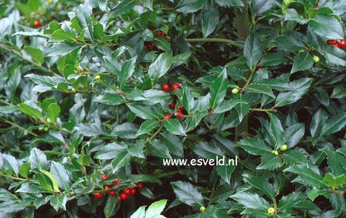 Ilex meserveae 'Goliath'