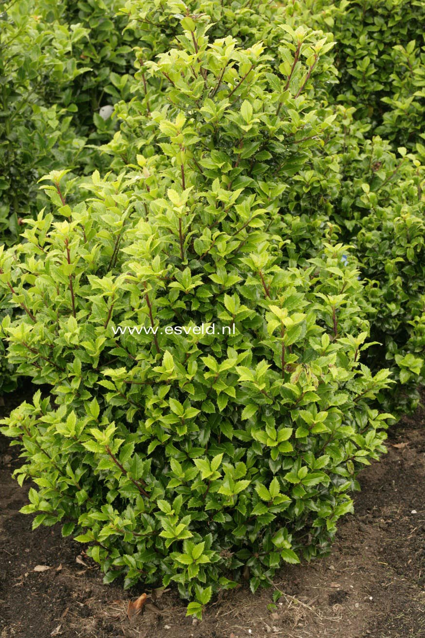 Ilex meserveae 'Heckenstar' (CASTLE WALL)