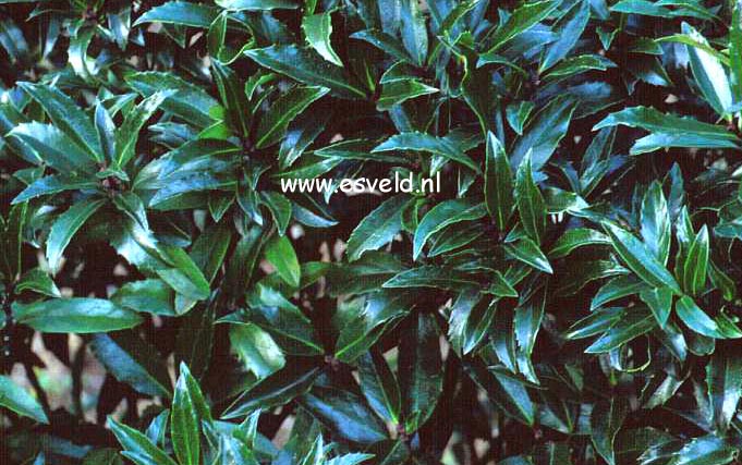 Ilex meserveae 'Little Stranger' Ilex meserveae 'Little Stranger'