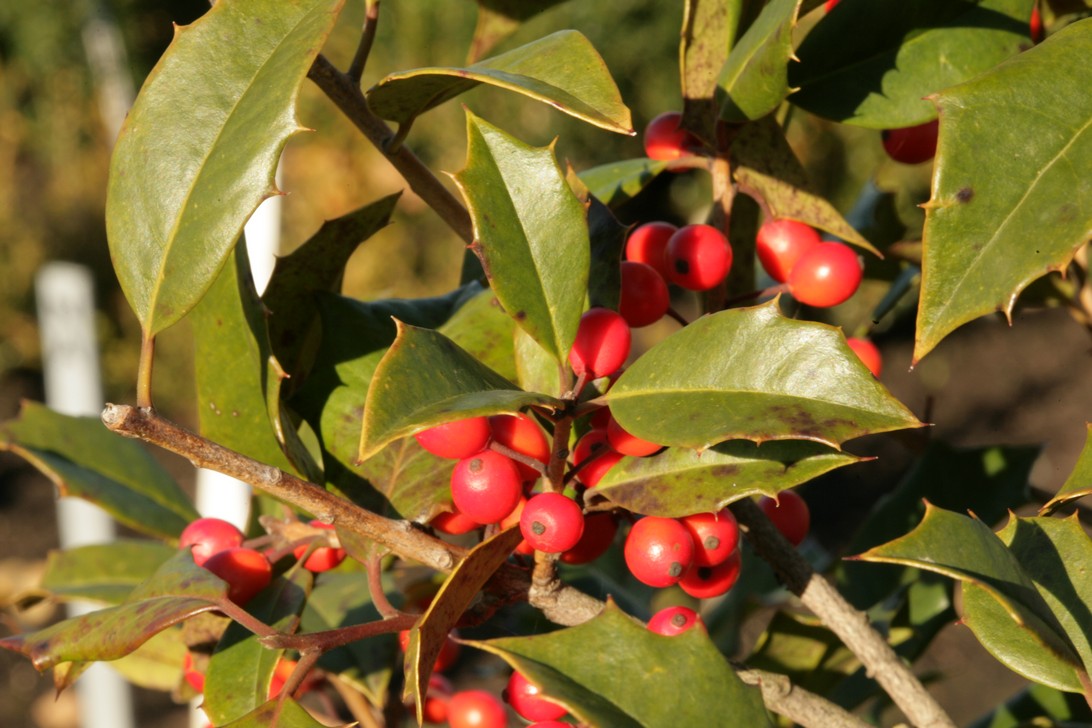 Ilex opaca 'Arden'