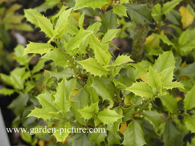 Ilex opaca 'Cape Cod's Dwarf'