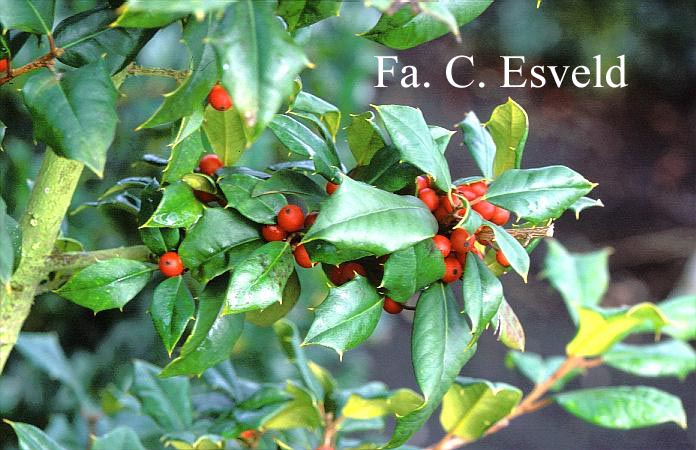 Ilex opaca 'Dr.S.Edwin Miller' Ilex opaca 'Dr.S.Edwin Miller'